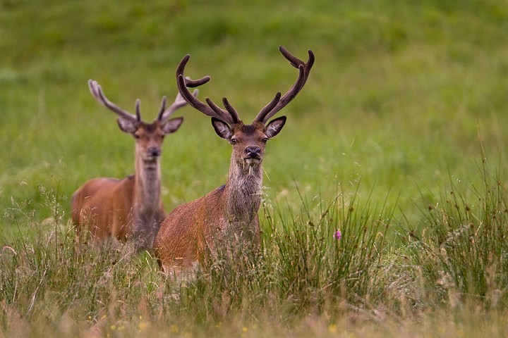 Rothirsch Cervus elaphus